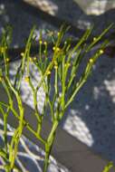 Image of Whisk Ferns