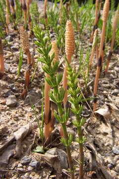 Image of field horsetail