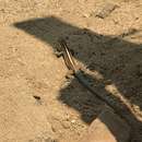 Image of Mexican Racerunner