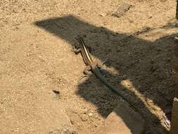 Image of Mexican Racerunner