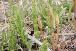 Image of field horsetail