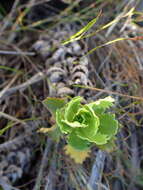 Image of Osmitopsis dentata (Thunb.) Bremer