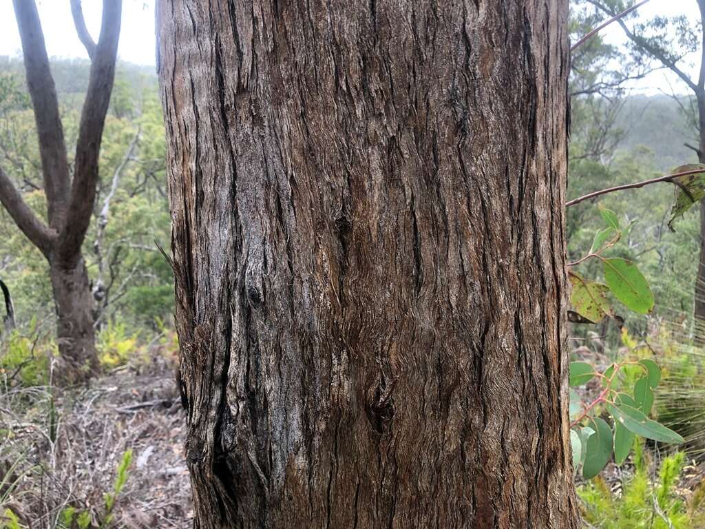 Слика од Eucalyptus planchoniana F. Müll.