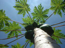 Image of papaya