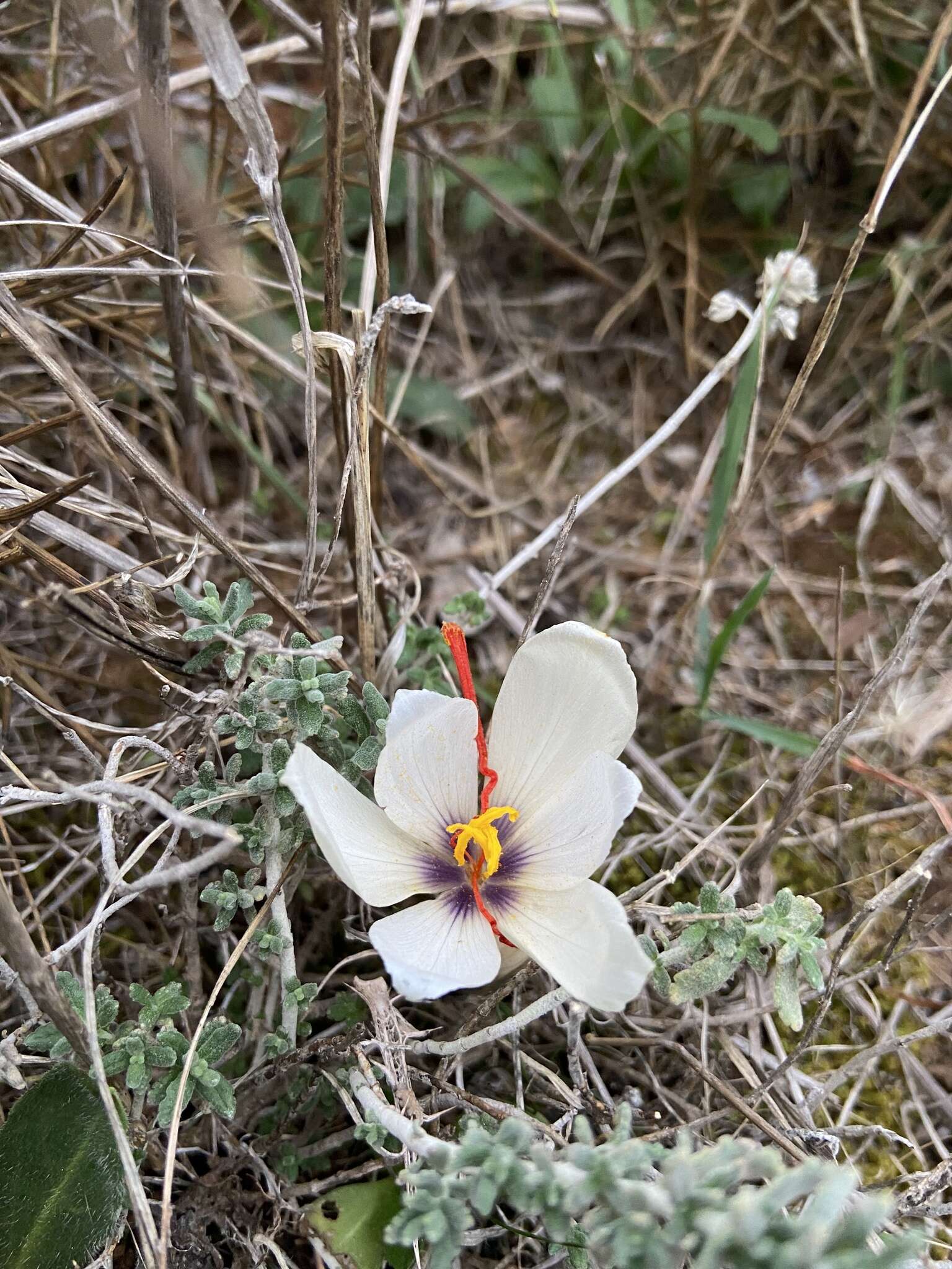 Image de Crocus cartwrightianus Herb.