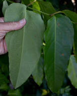 Image de Polyscias australiana (F. Muell.) Philipson