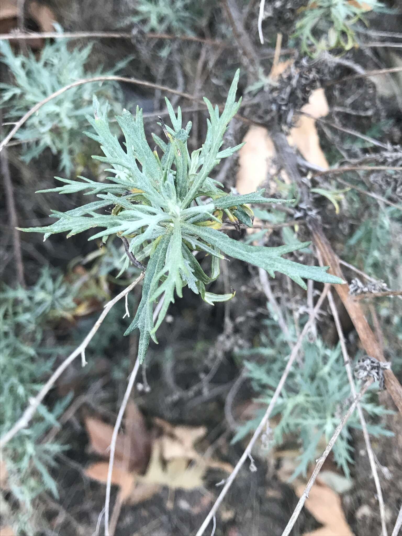 Image of San Diego sagewort