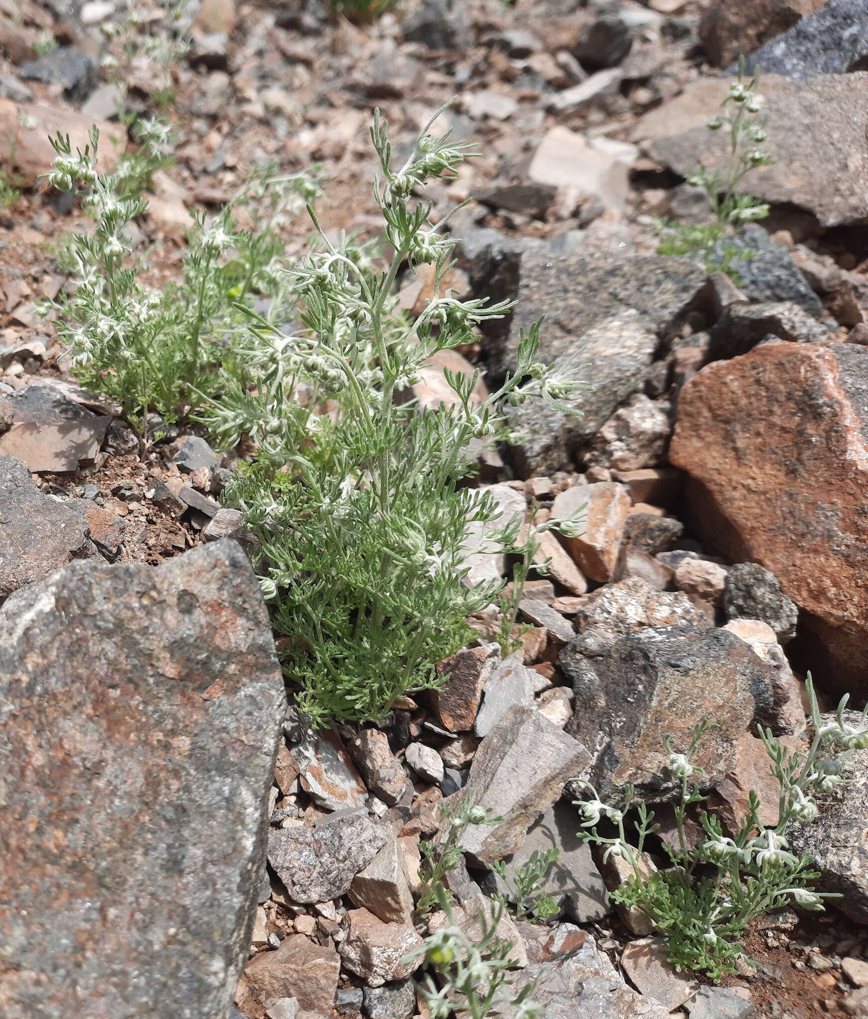 Artemisia macrocephala Jacquem. ex Bess. resmi