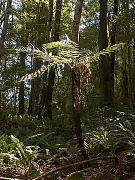 Image of Rough Tree Fern