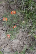 Image of scarlet globemallow