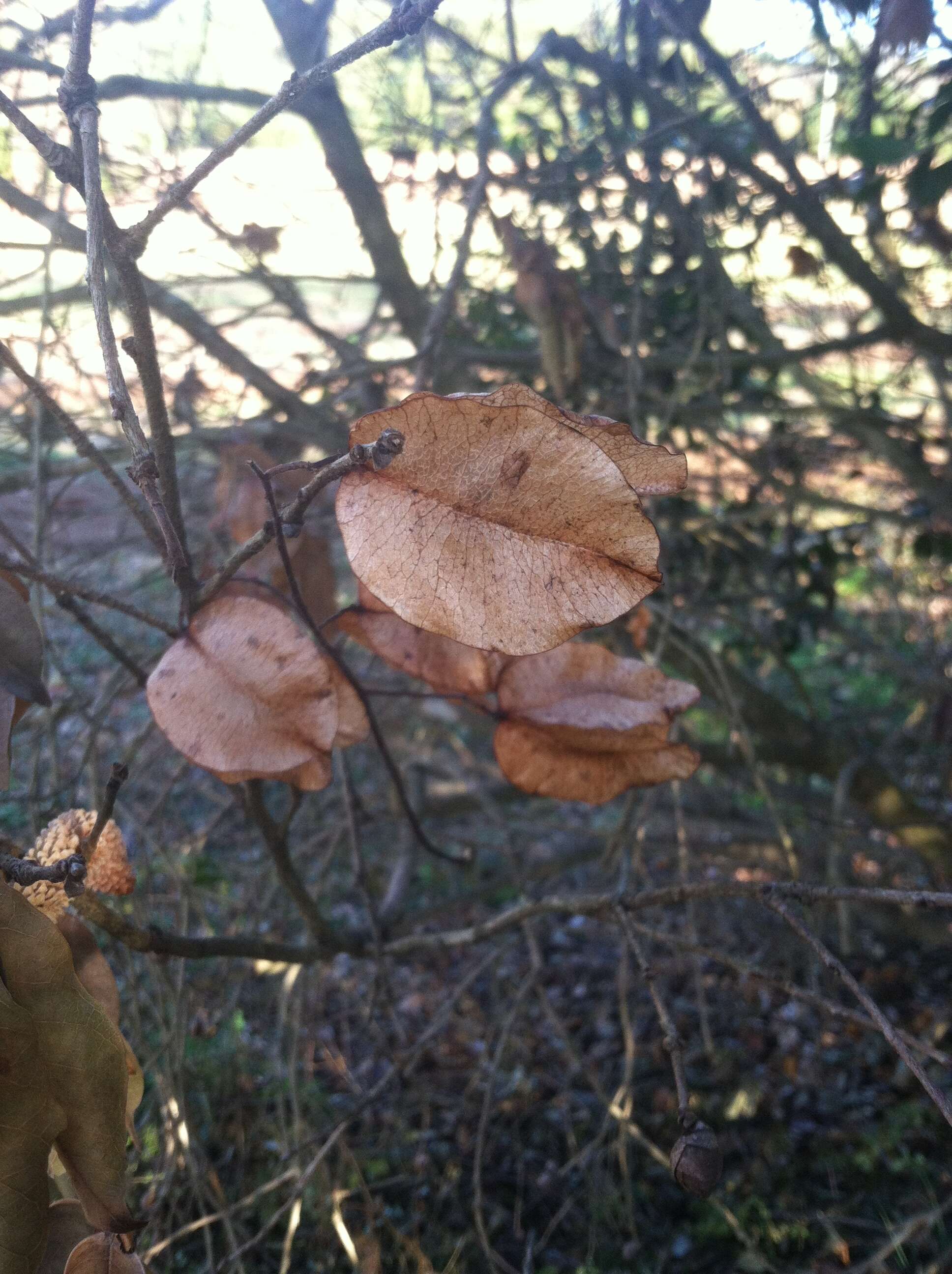 Image of goldenrain tree