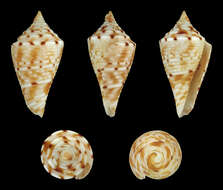 Image of Conasprella memiae (Habe & Kosuge 1970)