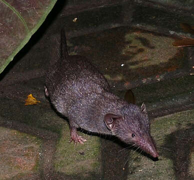 Image of Asian house shrew