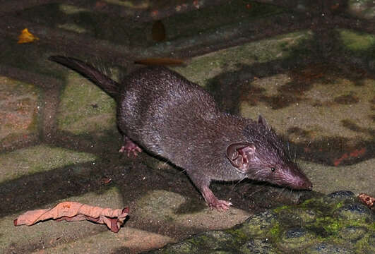 Image of Asian house shrew