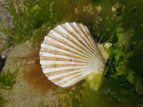 Image of Aequipecten tehuelchus (d'Orbigny 1842)