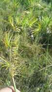 Image of Lopsided Indian Grass