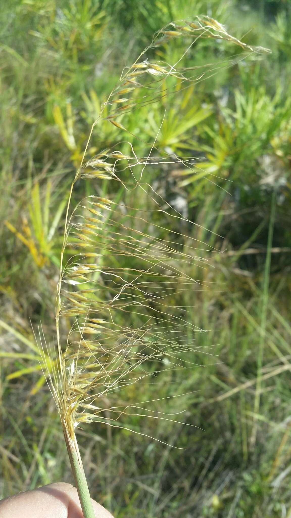 Image of Lopsided Indian Grass