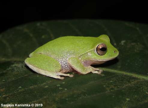 Image of Pseudophilautus viridis (Manamendra-Arachchi & Pethiyagoda 2005)