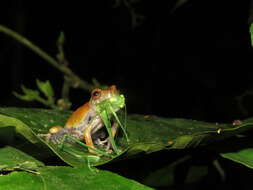 Image of Koechlin's Treefrog