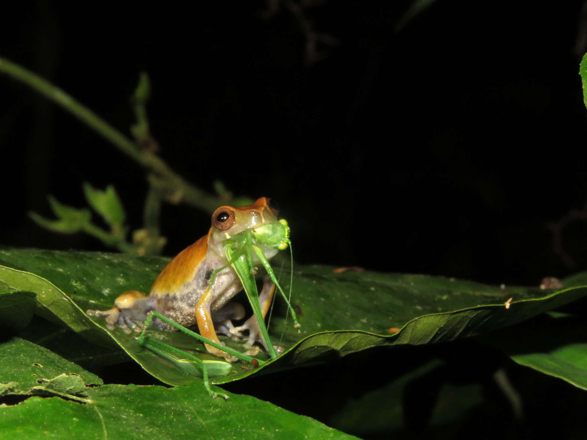 Image of Koechlin's Treefrog