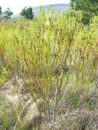 Image de Leucadendron flexuosum I. Williams