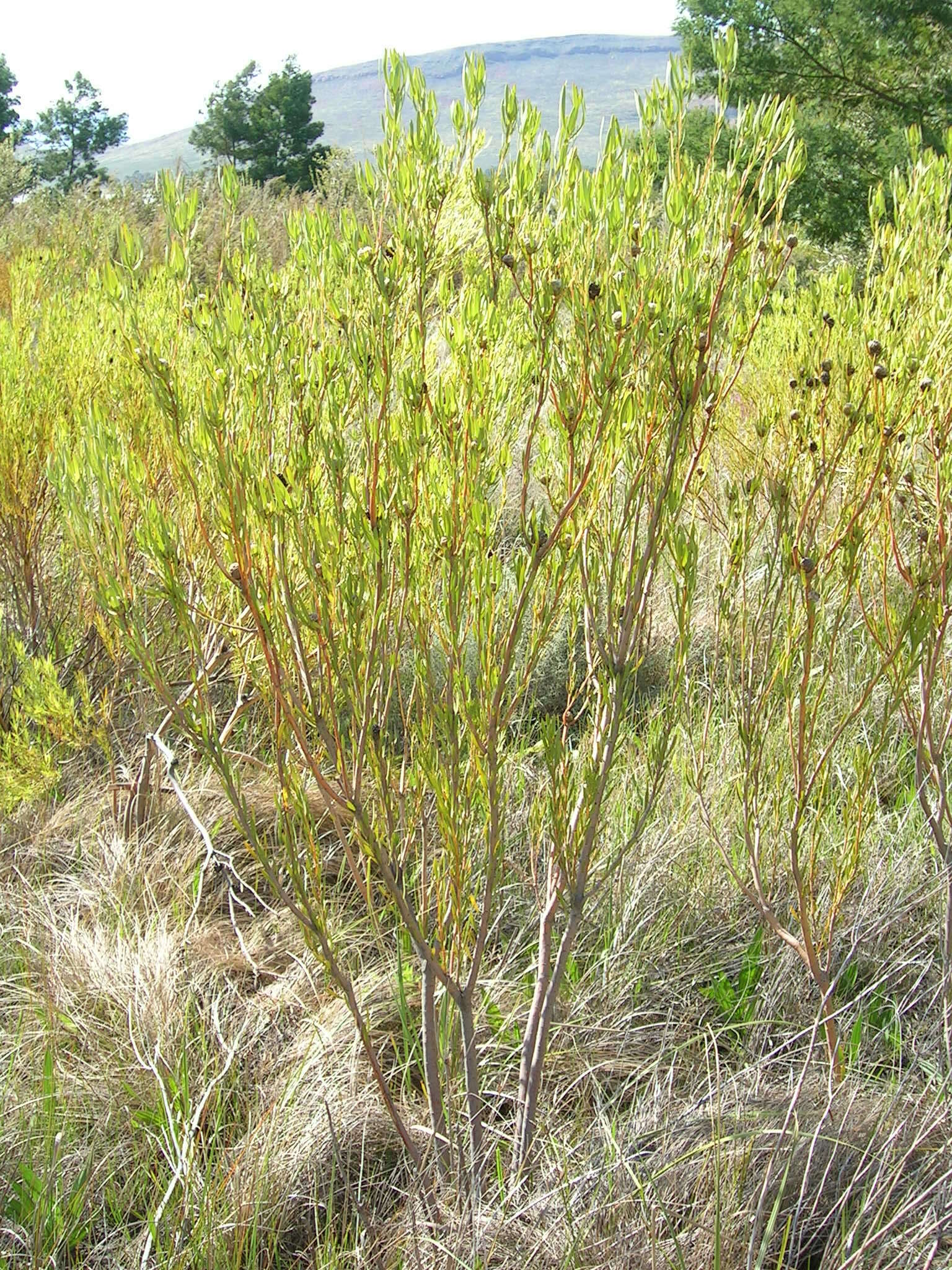 Image of Leucadendron flexuosum I. Williams