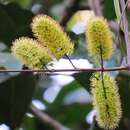 Sivun Combretum latifolium Bl. kuva