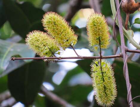 Image of Combretum latifolium Bl.