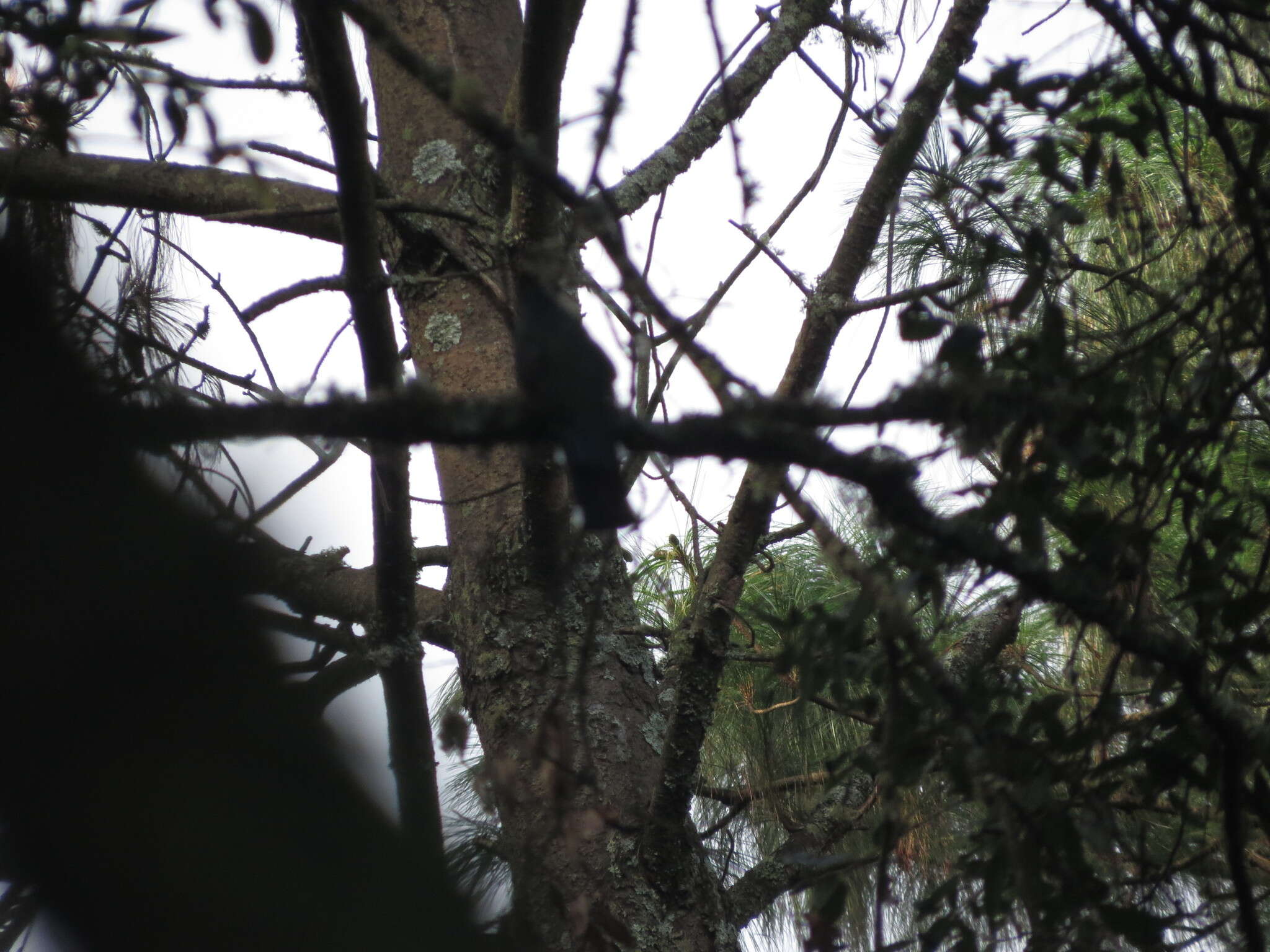 Image of Mountain Trogon