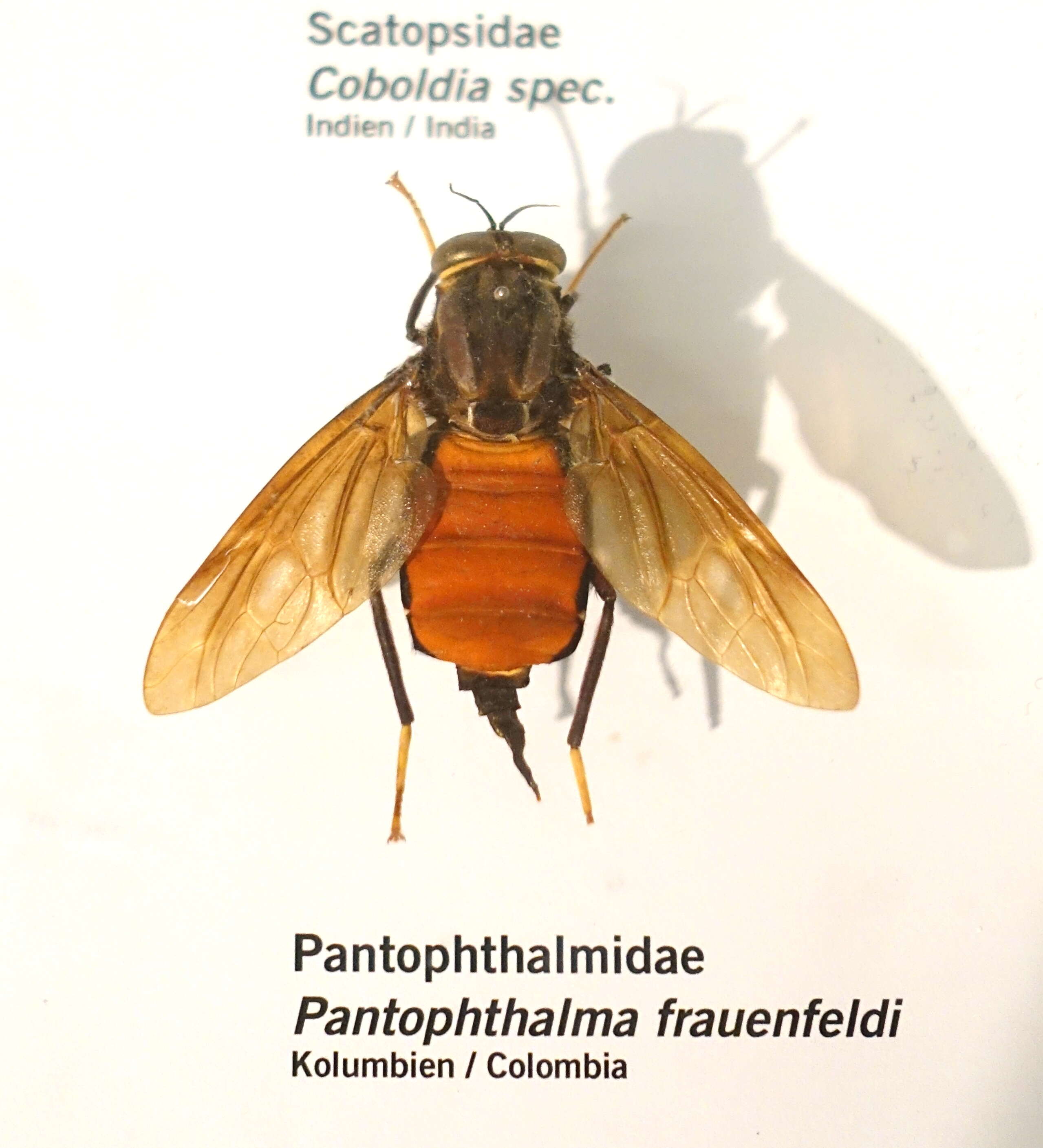 Image of Pantophthalmus