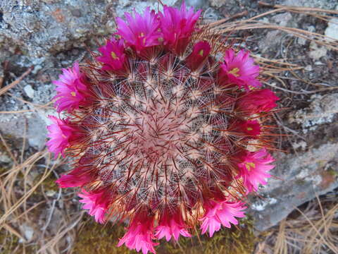 Image of Mammillaria rekoi (Britton & Rose) Vaupel