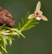 Image of Bromheadia brevifolia Ridl.