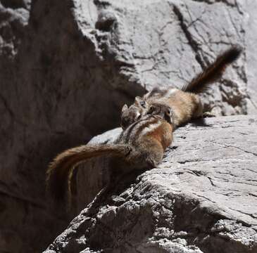 Image of Palmer’s Chipmunk