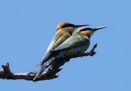 Image of Rainbow Bee-eater