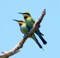 Image of Rainbow Bee-eater