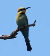 Image of Rainbow Bee-eater