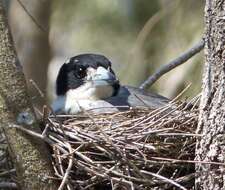 Image of Butcherbird