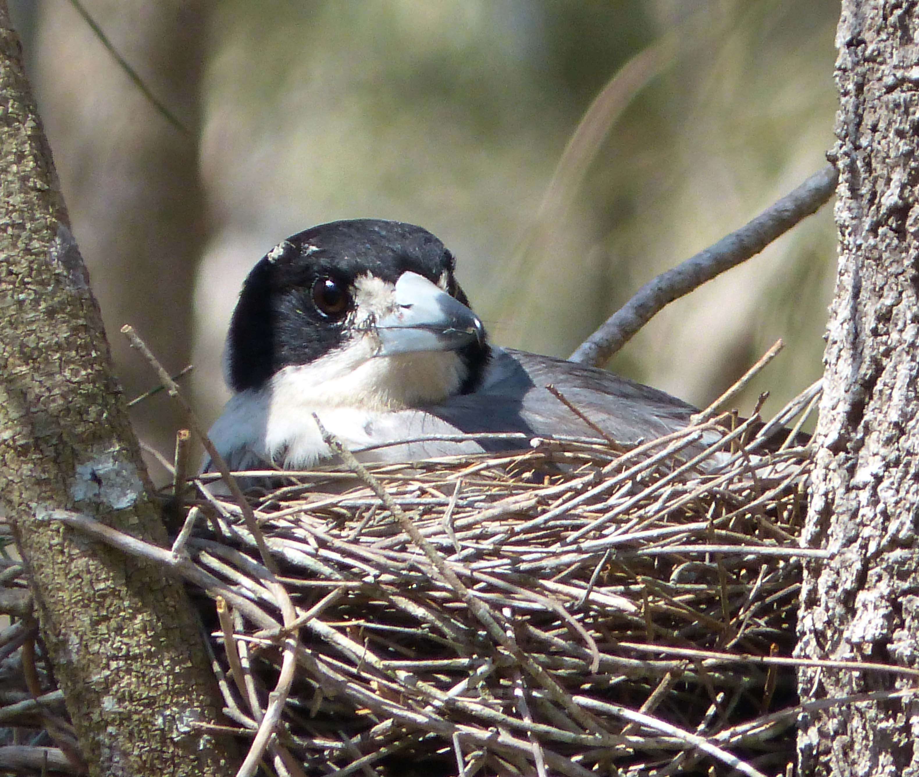 Image of Butcherbird