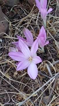 Слика од Colchicum troodi Kotschy