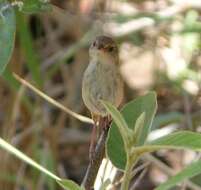 Image of Red-backed Fairy-wren