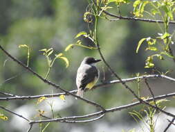 Image of Thick-billed Kingbird