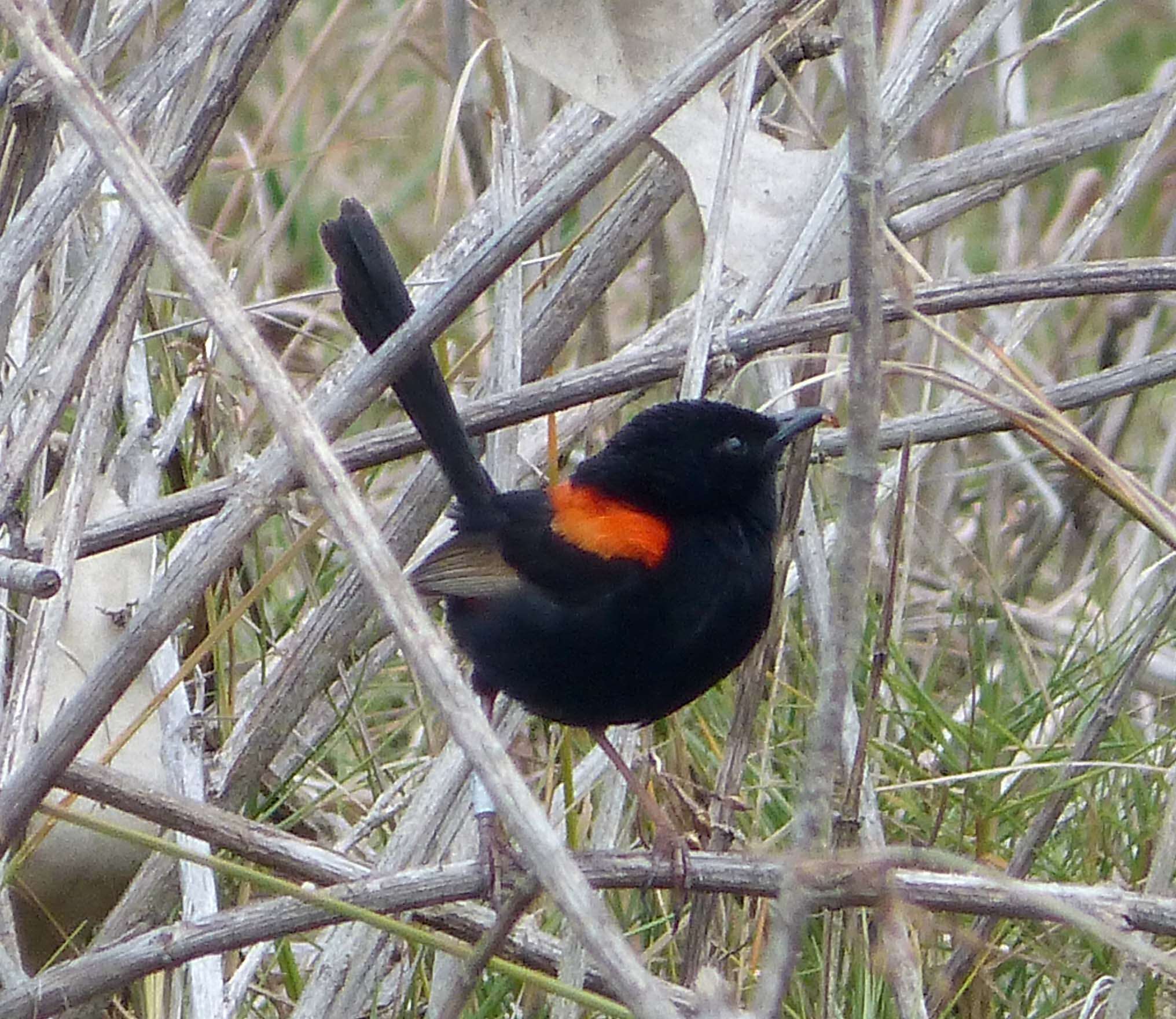 Image of Red-backed Fairy-wren