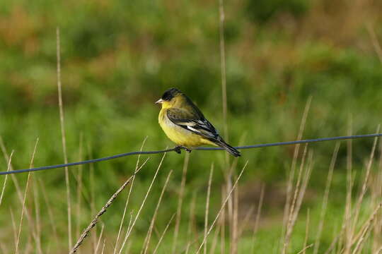 Image of Lesser Goldfinch