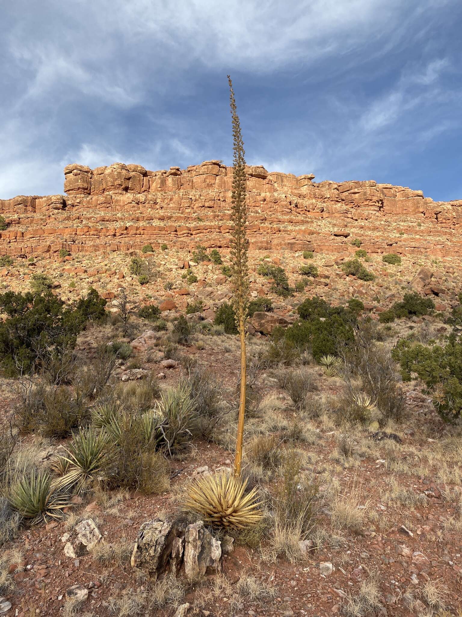 Image of Kaibab agave