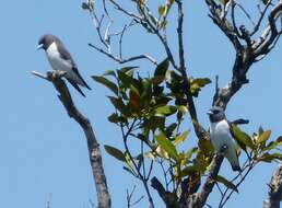 Image of White-breasted Woodswallow