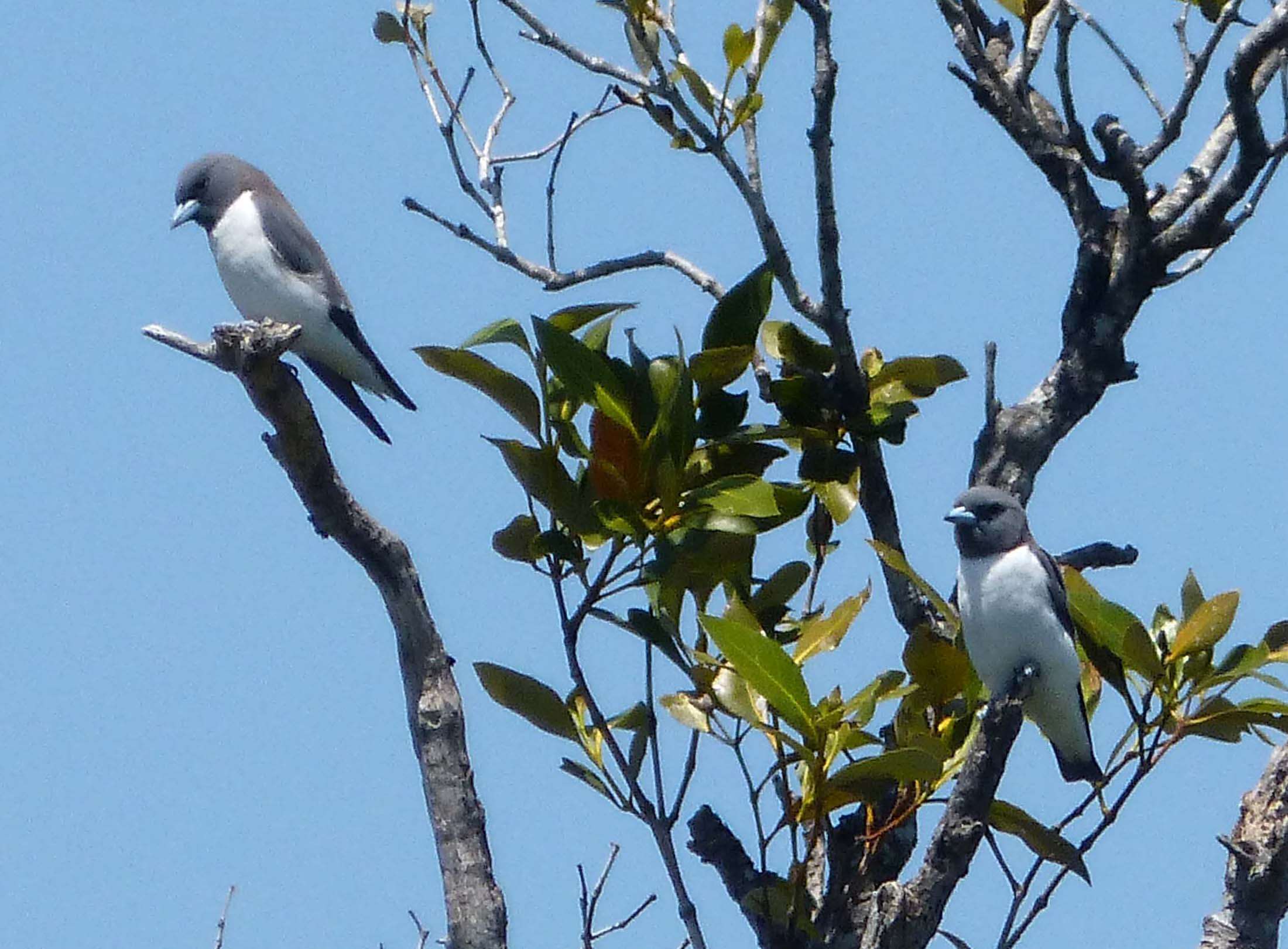 Image of White-breasted Woodswallow