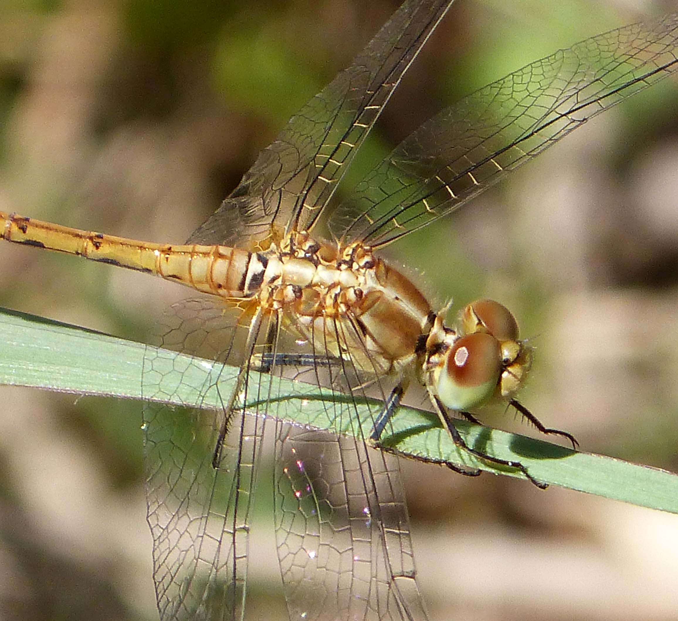 Imagem de Diplacodes bipunctata (Brauer 1865)