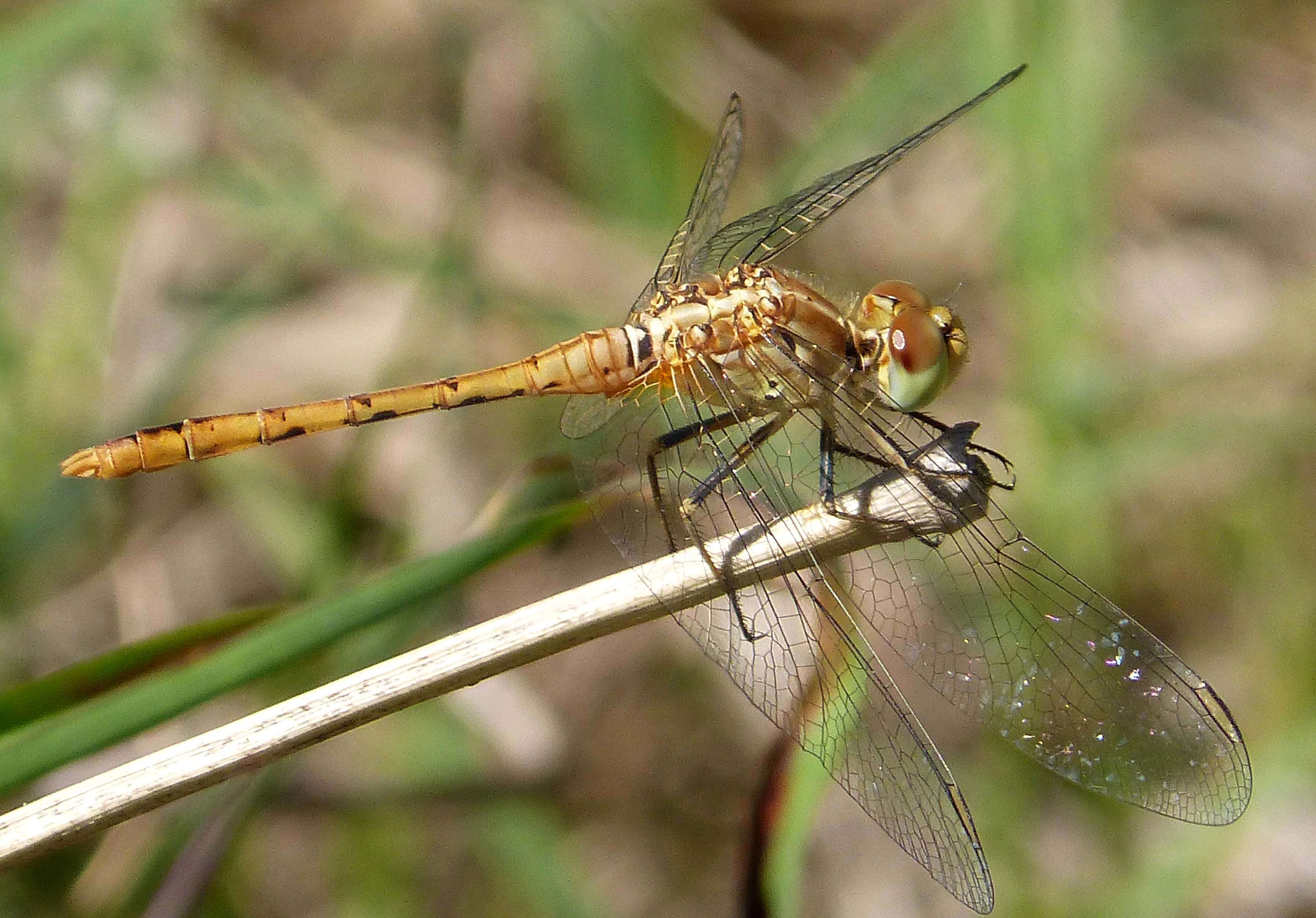 Image of Red Percher Dragonfly