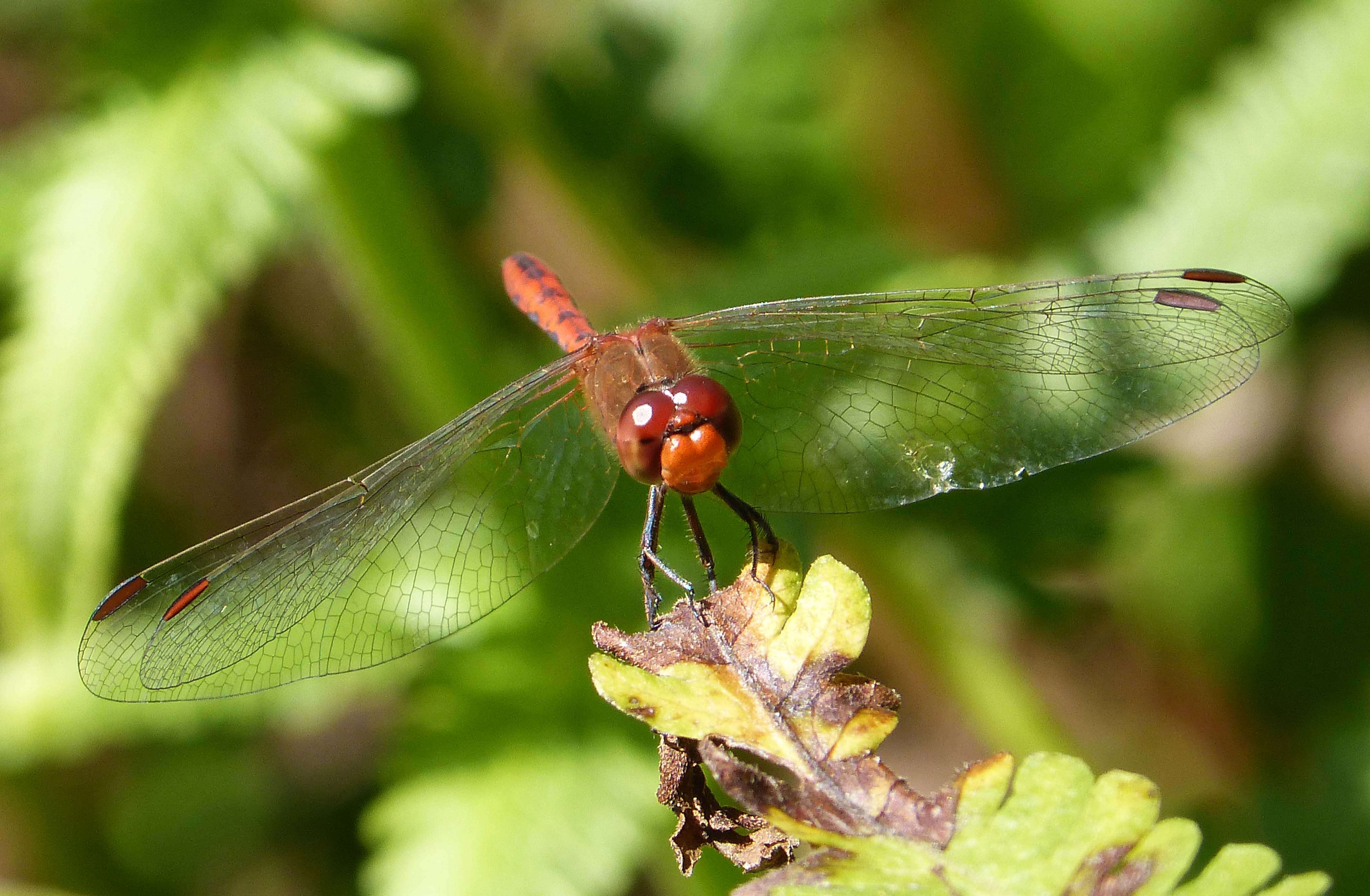 Imagem de Diplacodes bipunctata (Brauer 1865)