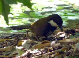 Image of Eastern Whipbird